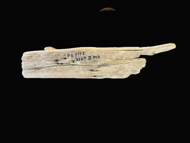 Shorebirds on Driftwood