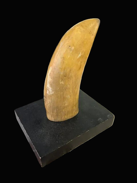 Replica Whale Tooth with Scrimshaw