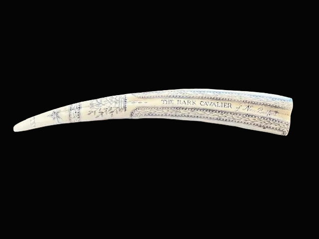 Replica Walrus Tusk Scrimshaw