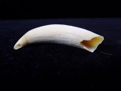 Whale Teeth, Authentic