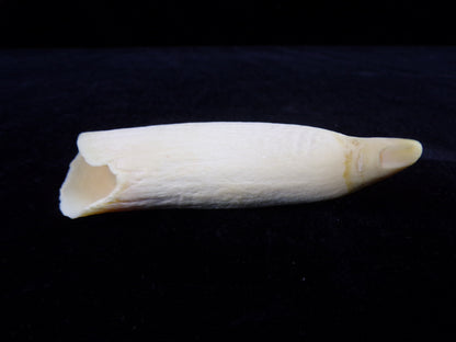 Whale Teeth, Authentic