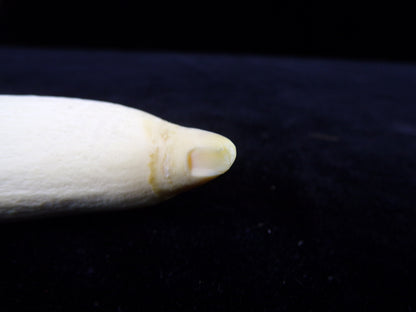 Whale Teeth, Authentic