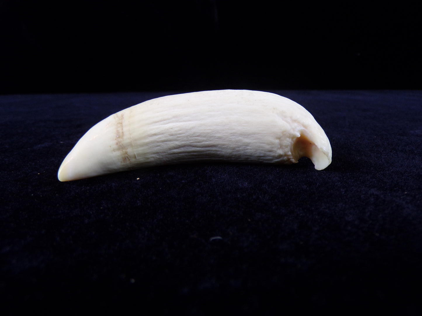 Whale Teeth, Authentic