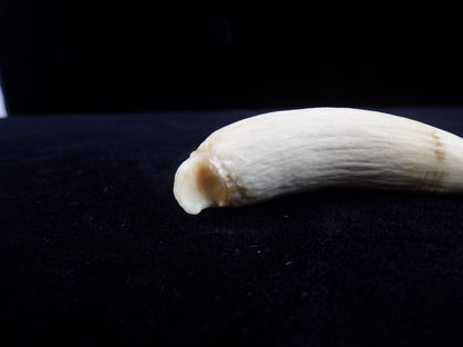 Whale Teeth, Authentic