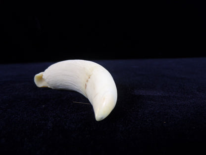 Whale Teeth, Authentic