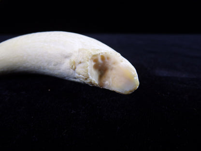 Whale Teeth, Authentic