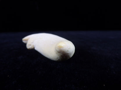 Whale Teeth, Authentic