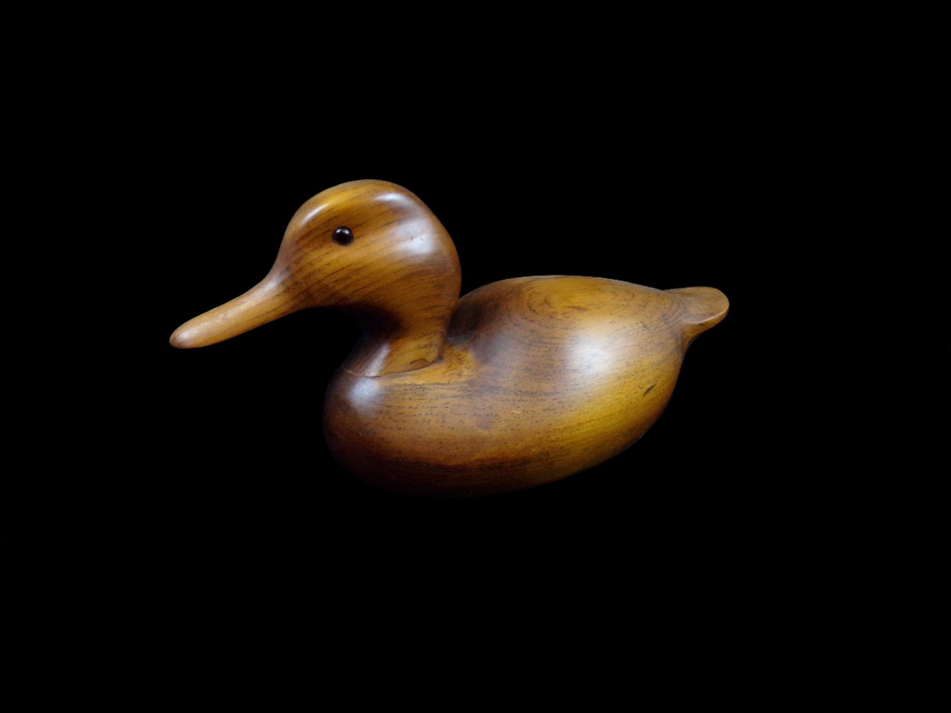 Side view of duck