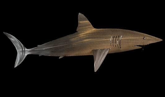 Mako Shark