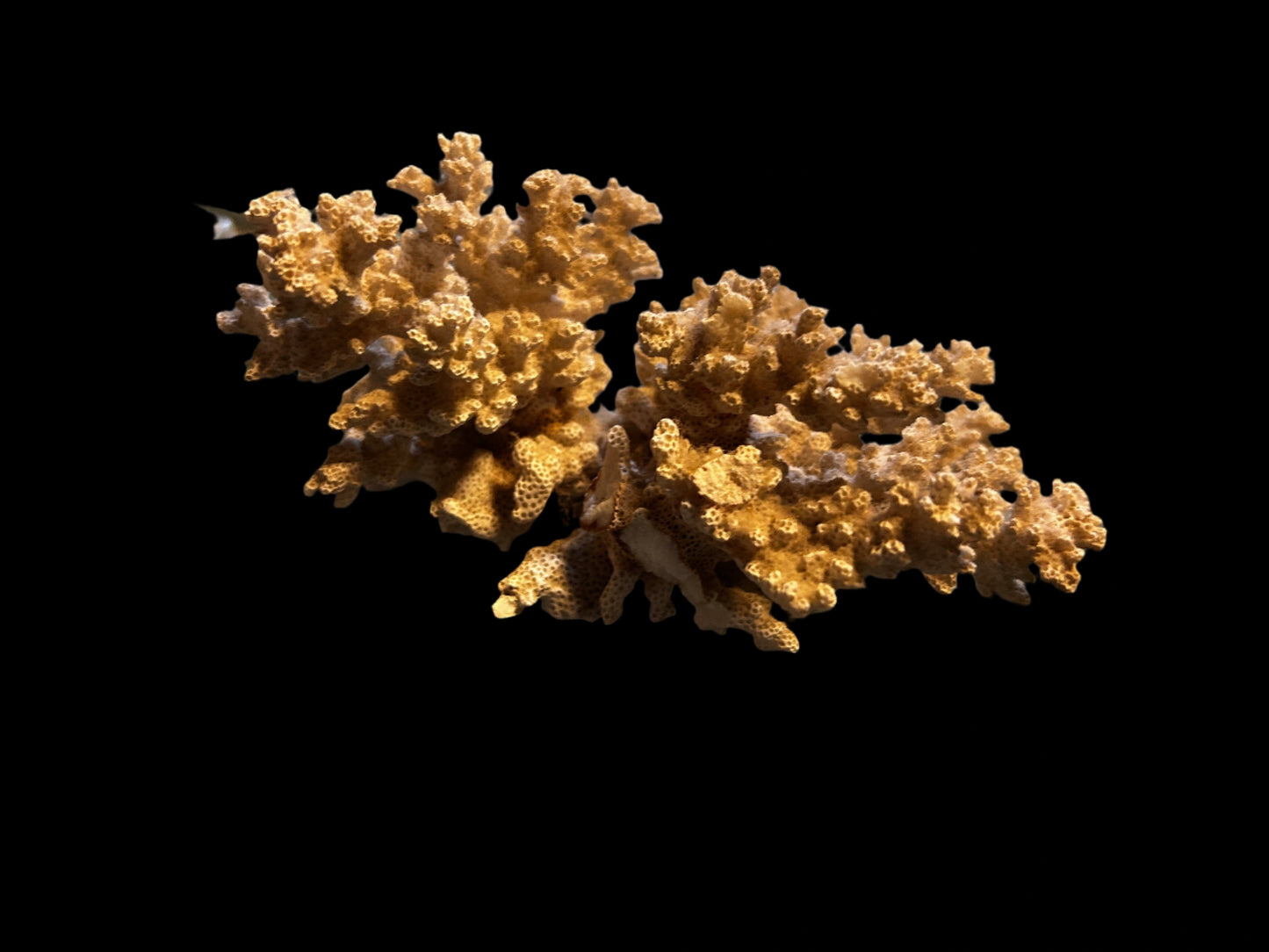 #Piece of Coral