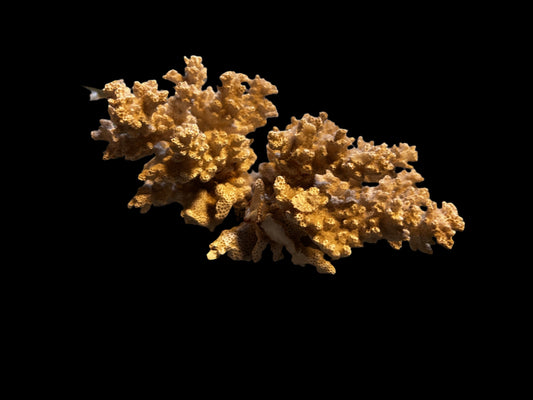 #Piece of Coral