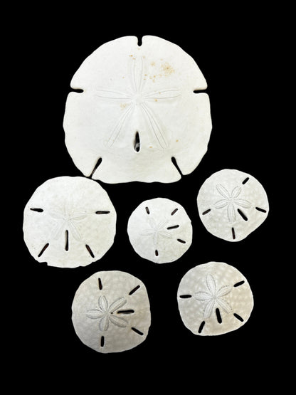 #Sand Dollars