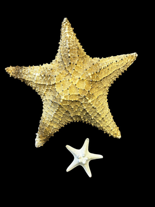 #Starfish Cured