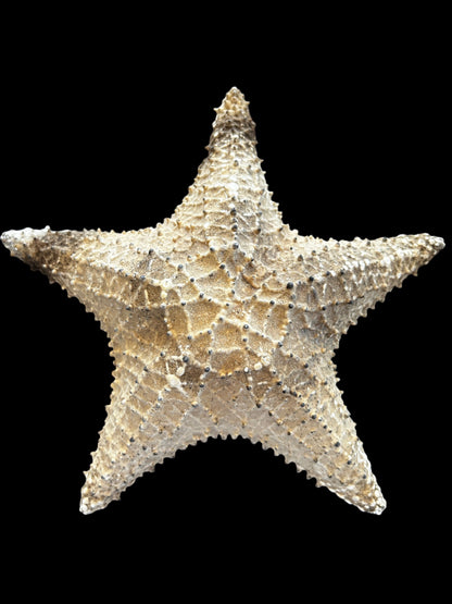 #Starfish Cured