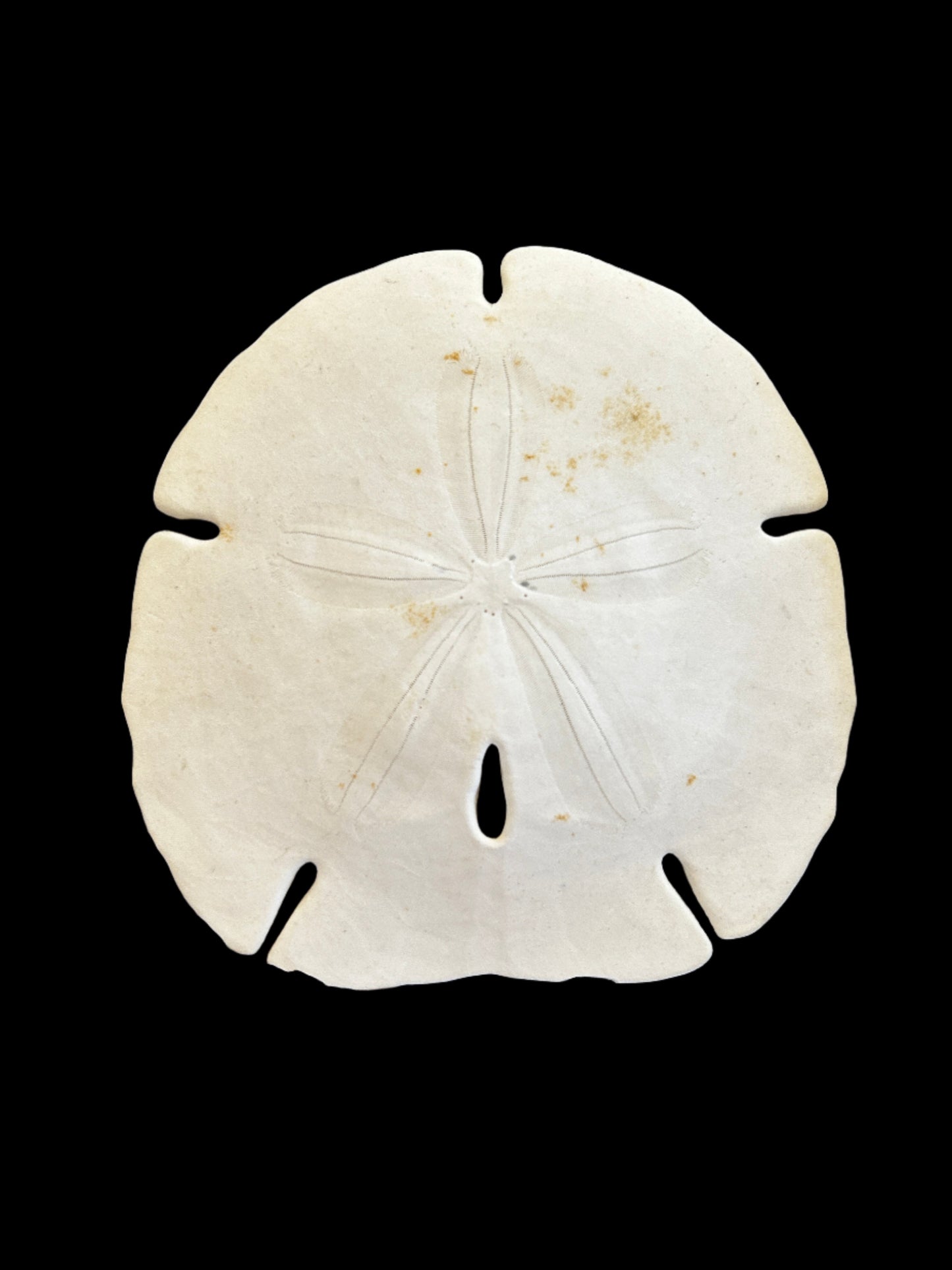 #Sand Dollars