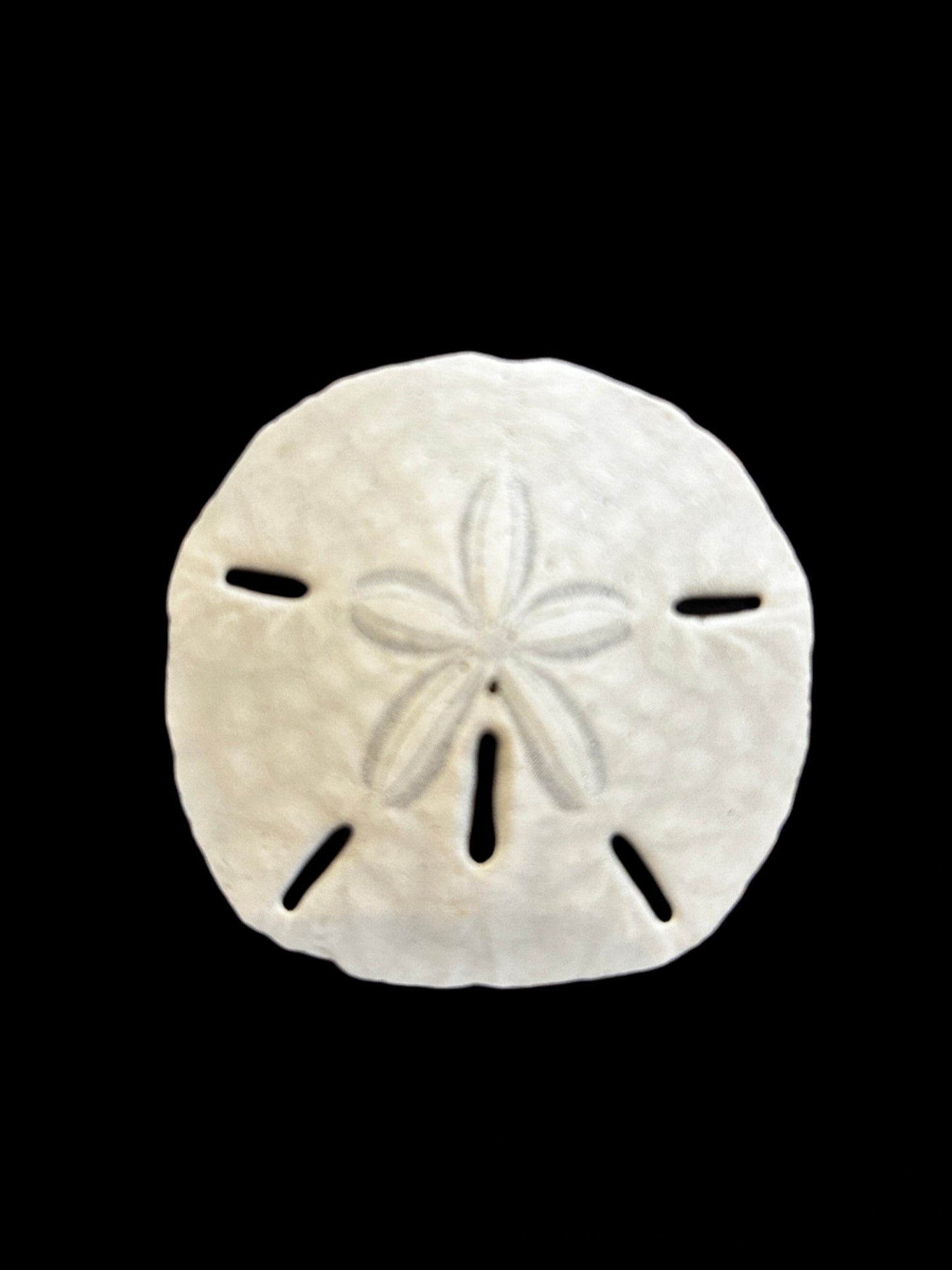 #Sand Dollars