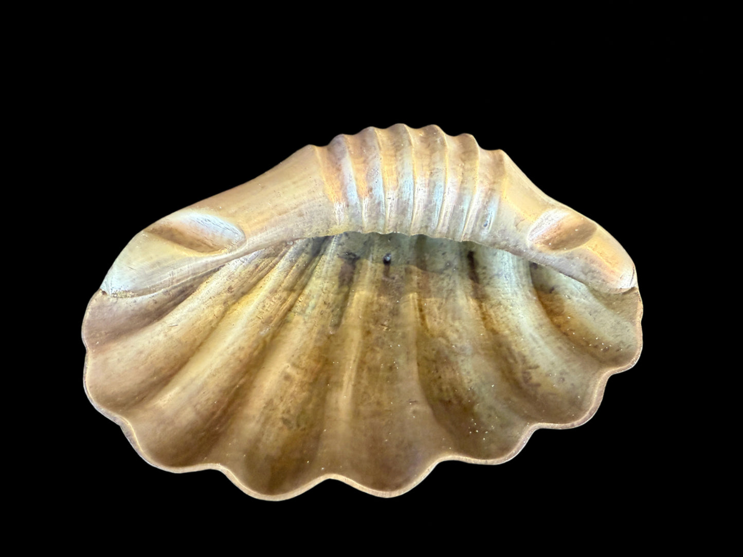 Shell Jewlery and Ring Holder