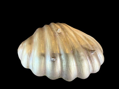 Shell Jewlery and Ring Holder