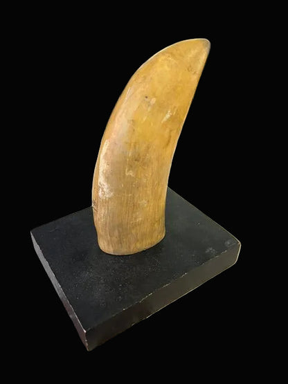 Replica Whale Tooth with Scrimshaw