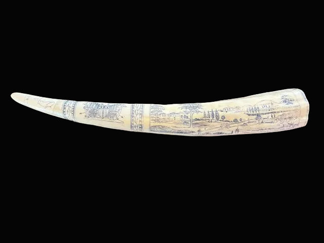 Replica Walrus Tusk Scrimshaw