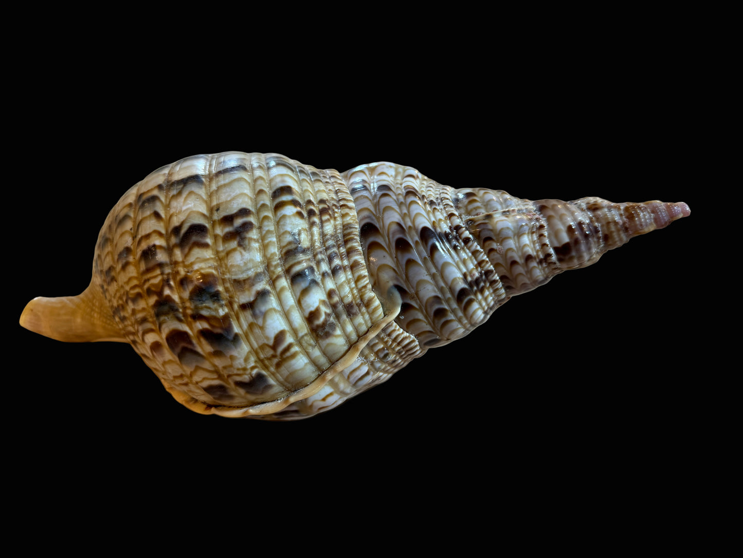 Large Natural Conch Shell – 13″ Display Specimen - Annapolis Maritime Antiques