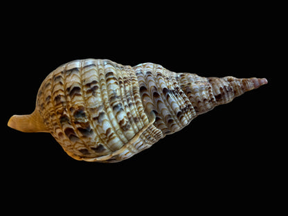 Large Natural Conch Shell – 13″ Display Specimen - Annapolis Maritime Antiques