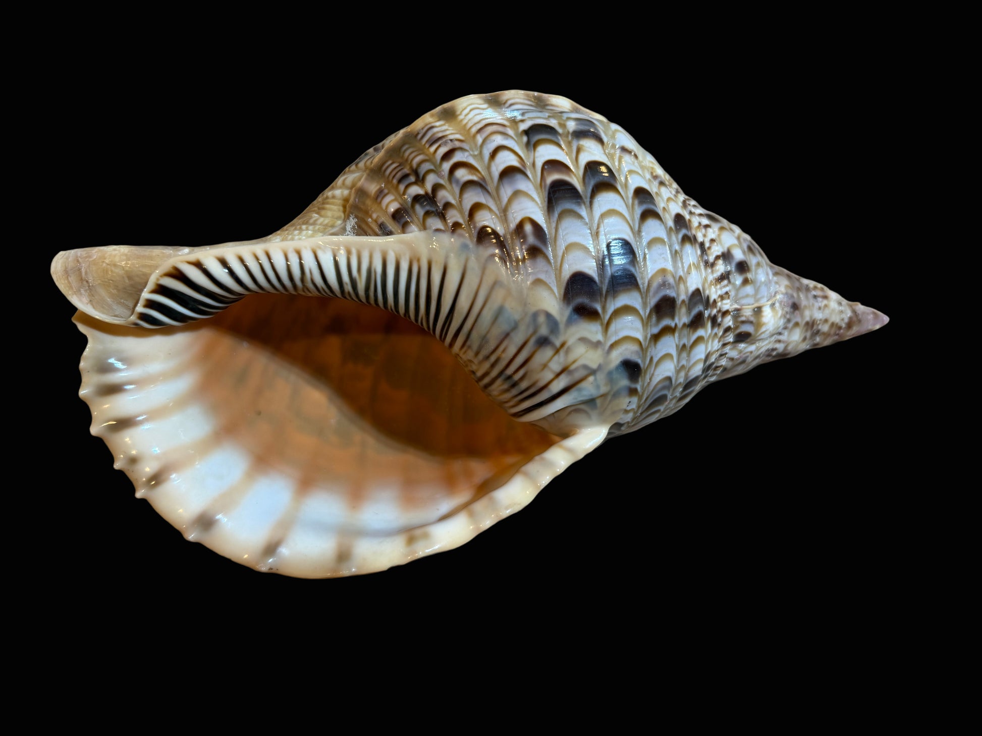Large Natural Conch Shell – 13″ Display Specimen - Annapolis Maritime Antiques
