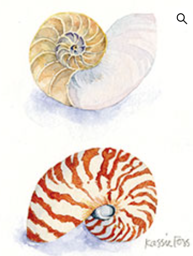 Nautilus Shells - Onion Hill Greeting Cards